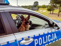 Pies policyjny siedzący w oznakowanym radiowozie.