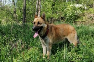 Przykładowe zdjęcie psa.