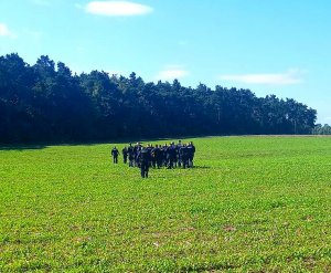 Policjanci w mundurach idą polem w stronę lasu.