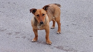 Mały pies stojący na drodze.