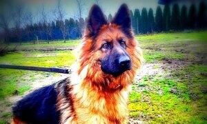 Pies siedzący na ziemi.