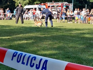 Policjant trzyma psa służbowego na smyczy on atakuje pozoranta.