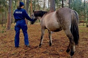 Koń obok stoi policjantka w mundurze i trzyma konia za uzdę.