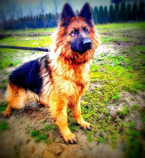 pies owczarek długowłosy.