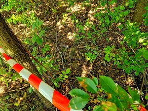 W lesie na liściach leżące dwa niewybuchy oraz taśma zaczepiona na drzewa.