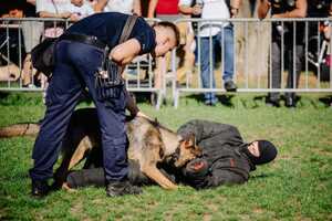 Policjant, pies i pozorant.