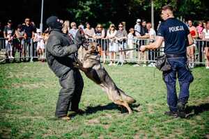 Policjant, pies i pozorant.